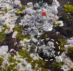 Ellisolandia elongata