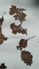 Ellisolandia elongata