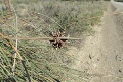 Afroscirpoides dioeca