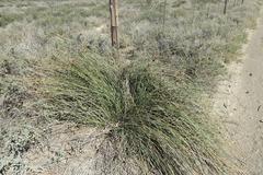 Afroscirpoides dioeca