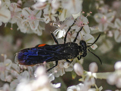 Stizoides renicinctus
