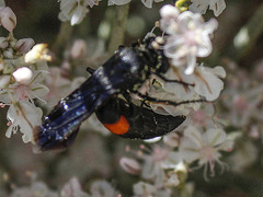 Stizoides renicinctus