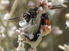 Stizoides renicinctus
