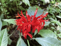 Pachystachys coccinea
