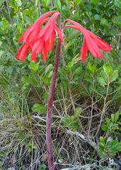Cyrtanthus fergusoniae
