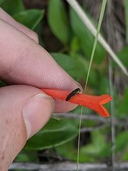 Agrilaxia arizonae
