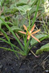 Duthiastrum linifolium