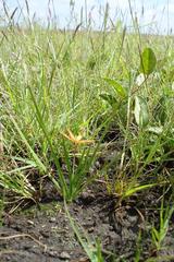 Duthiastrum linifolium