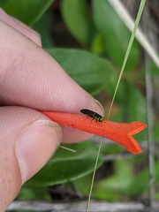 Agrilaxia arizonae