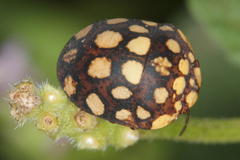 Steganocerus multipunctatus