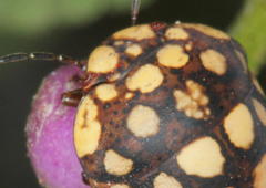 Steganocerus multipunctatus