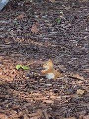 Tamiasciurus hudsonicus