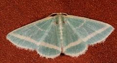 Mixocera frustratoria