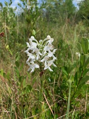 Platanthera blephariglottis conspicua