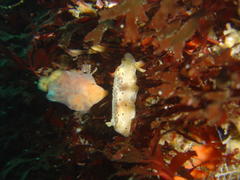 Mandelia mirocornata