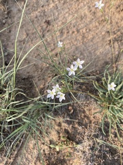 Phemeranthus confertiflorus