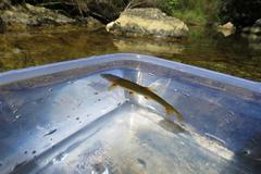 Pseudobarbus swartzi