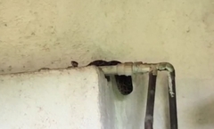 Crotalus polystictus