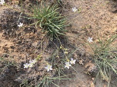 Phemeranthus confertiflorus