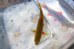 Pseudobarbus swartzi