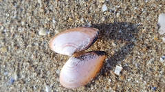 Hiatula