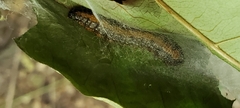 Omphalocera munroei
