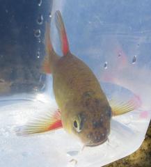 Pseudobarbus swartzi