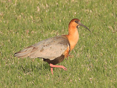Black-Faced Ibis photo 3