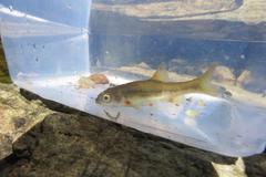 Pseudobarbus swartzi