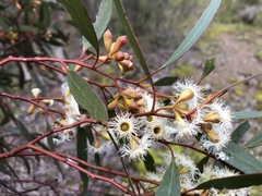 Eucalyptus calycogona