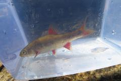 Pseudobarbus swartzi