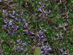 Lupinus microphyllus