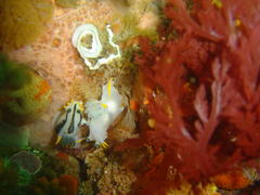Polycera capensis
