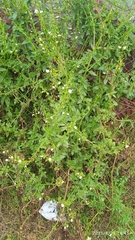 Alonsoa meridionalis