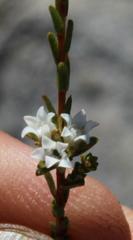 Euchaetis