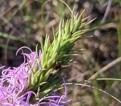 Liatris glandulosa