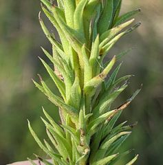 Liatris glandulosa