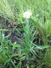 Helichrysum miconiifolium