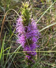 Liatris glandulosa