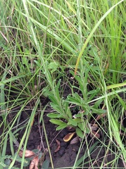 Helichrysum miconiifolium