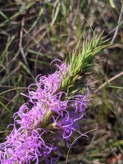 Liatris glandulosa