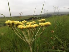 Helichrysum miconiifolium