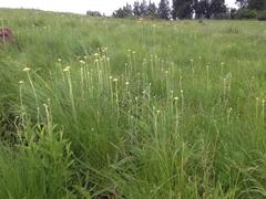 Helichrysum miconiifolium