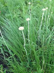 Helichrysum miconiifolium