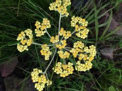 Helichrysum miconiifolium