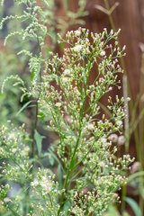 Erigeron canadensis