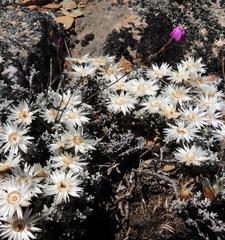 Helichrysum stoloniferum