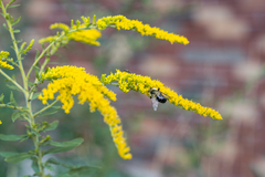 Bombus impatiens