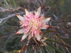 Protea odorata