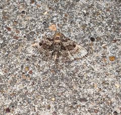 Metalectra quadrisignata